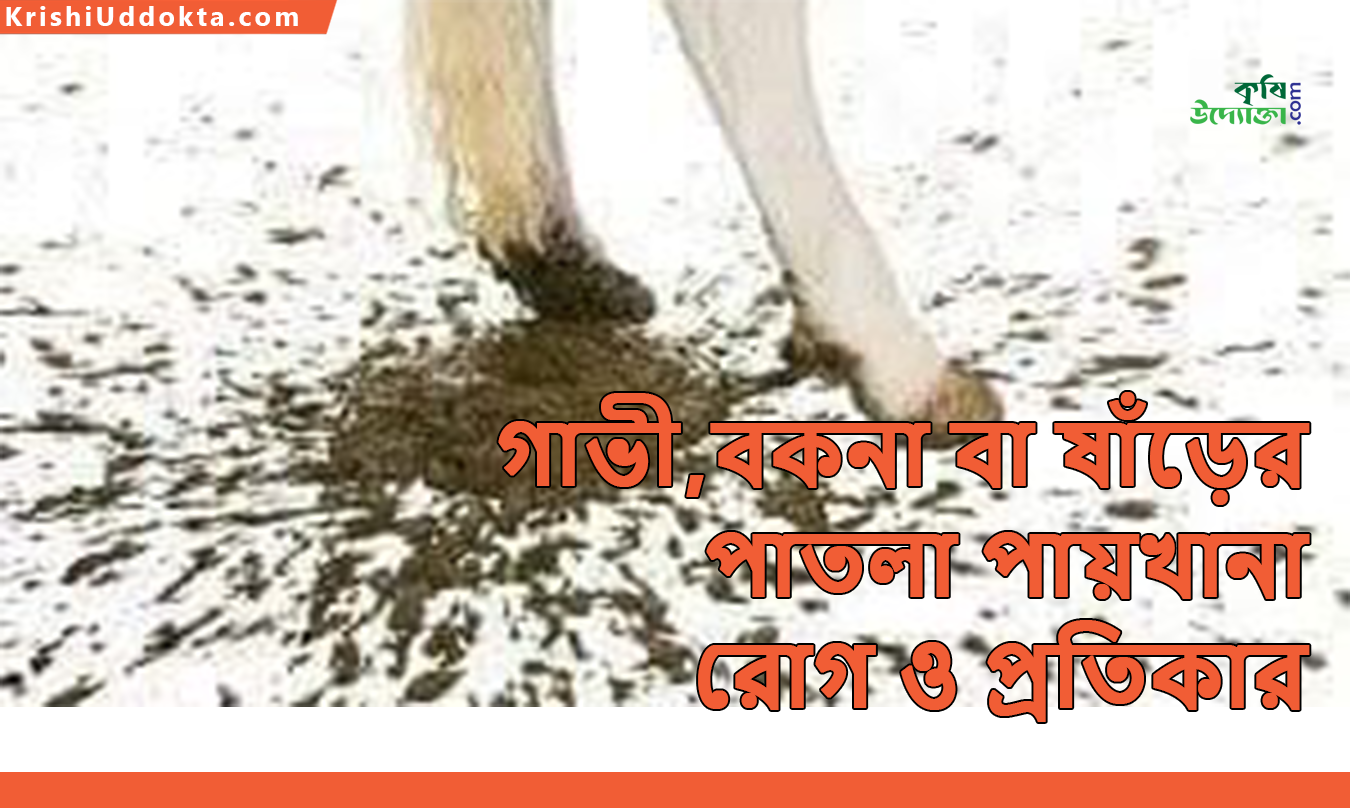 গাভী,বকনা বা ষাঁড়ের পাতলা পায়খানা রোগ ও প্রতিকার